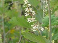 MACLEAYA CORDATA 