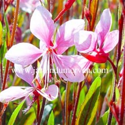 GAURA LINDHEIMERI 'CHERRY BRANDY'