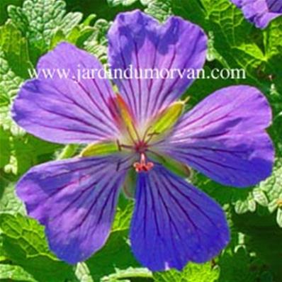 GERANIUM X MAGNIFICUM KLONE C