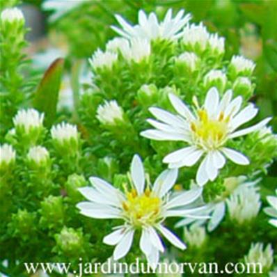 ASTER ERICOIDES PROTRATUS 'SNOW FLURRY'