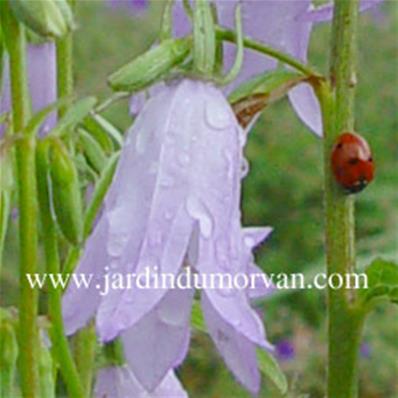 CAMPANULA 'HEMELSTRALING'