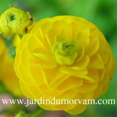 RANUNCULUS ACRIS MULTIPLEX' (87)
