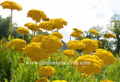 ACHILLEA FILIPENDULINA 'GOLDEN PLATE'