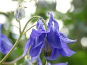 AQUILEGIA VULGARIS