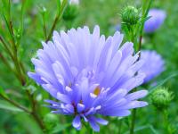 ASTER 'HENRI PICOT'