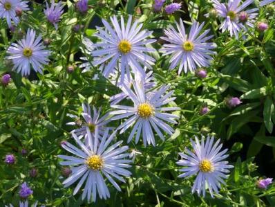 ASTER PYRENACEUS 'LUTETIA'