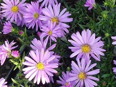 ASTER 'WOOD'S PINK'