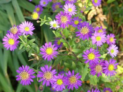 ASTER AGERATOIDES 'EZO MURAZAKI'