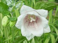 CAMPANULA 'REITROCH'