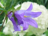 CAMPANULA TRACHELIUM