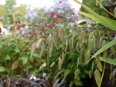 CHASMANTHIUM LATIFOLIUM 'LITTLE TICKLER'