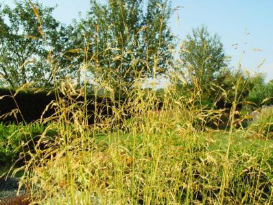 DESCHAMPSIA CAESPITOSA 'GOLDSCHLEIER'