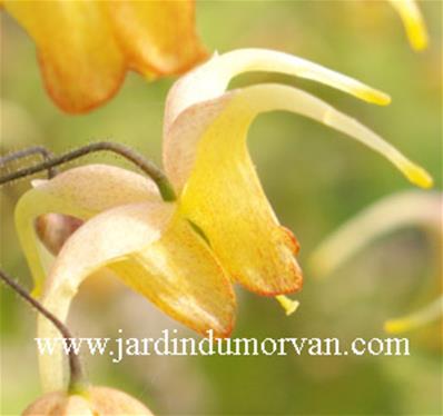 EPIMEDIUM x 'AMBER QUEEN'