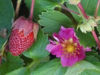 FRAGARIA VESCA 'ROTBLUHEND'