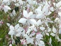 GAURA LINDHEIMERI ‘SHORT FORM’