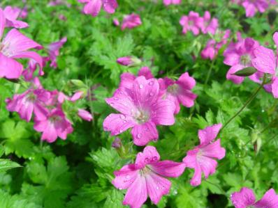 GERANIUM OXONIANUM 'SUMMER SURPRISE'