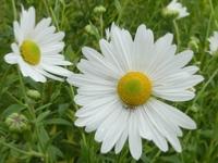 LEUCANTHEMELLA SEROTINA