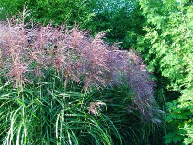 MISCANTHUS SINENSIS 'MALEPARTUS'