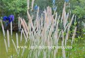 PENNISETUM MACROURUM