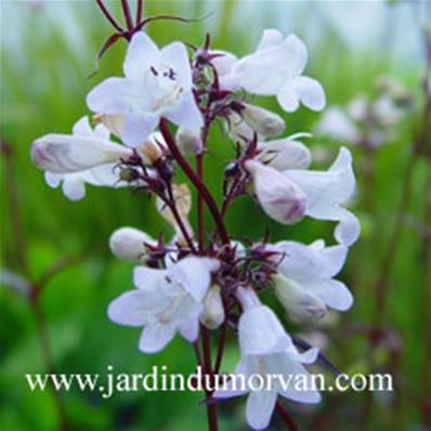 PENSTEMON DIGITALIS 'HUSKER RED'