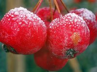 Pommier Malus Red Sentinel