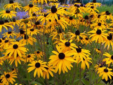 RUDBECKIA FULGIDA var. DEAMII