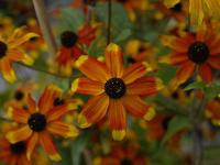 RUDBECKIA TRILOBA 'PRAIRY GLOW'