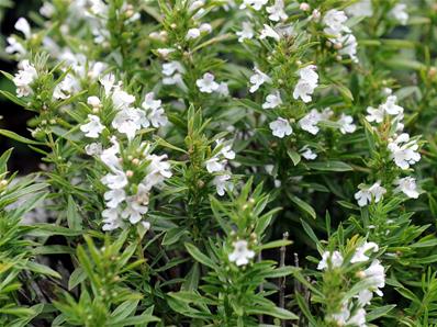 SATUREJA MONTANA 'AROMAKUGEL'