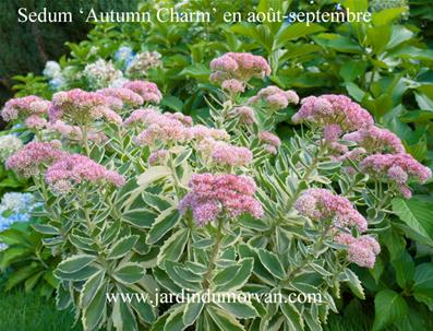 SEDUM 'AUTUMN CHARM' (105)