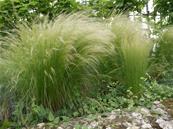 STIPA TENUIFOLIA ( TENUISSIMA )