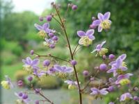 THALICTRUM ROCHEBRUNIANUM