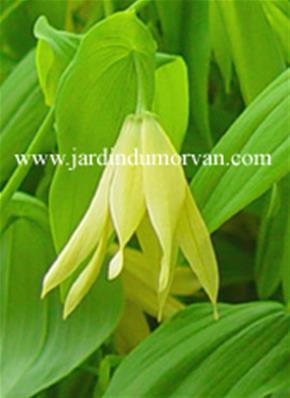 UVULARIA GRANDIFLORA PALLIDA (185)