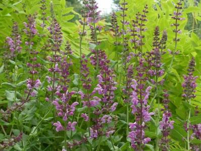 SALVIA NEMOROSA ROSE QUEEN