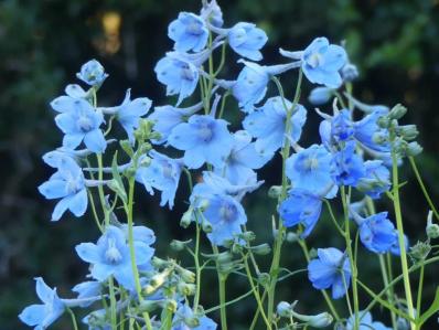 DELPHINIUM BELLADONNA 'CLIVEDEN BEAUTY'