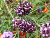 VERBENA BONARIENSIS