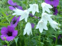 CAMPANULA RAPUNCULOIDES 'ALBA'