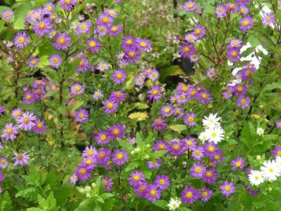 ASTER AGERATOIDES 'EZO MURAZAKI'