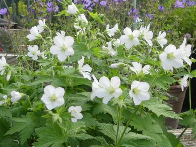 GERANIUM SYLVATICUM 'ALBUM'