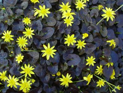 RANUNCULUS FICARIA 'BRAZEN HUSSY'