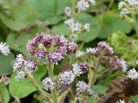 PETASITES FRAGRANS