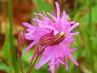 LYCHNIS FLOS-CUCULI ‘JENNY'