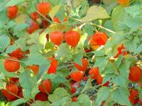 PHYSALIS FRANCHETTI 'ZWERG'