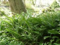 POLYPODIUM VULGARIS