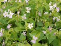 VIOLA CANADENSIS