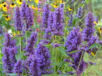 AGASTACHE ‘BLUE BOA’