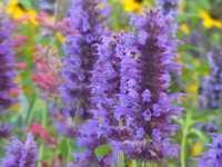 AGASTACHE ‘BLUE BOA’