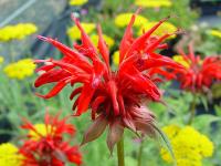 MONARDA 'GARDENVIEW SCARLET'