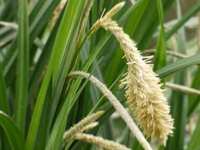 CAREX PENDULA