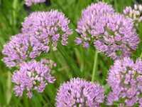 ALLIUM SENESCENS ssp MONTANUM - CIBOULETTE