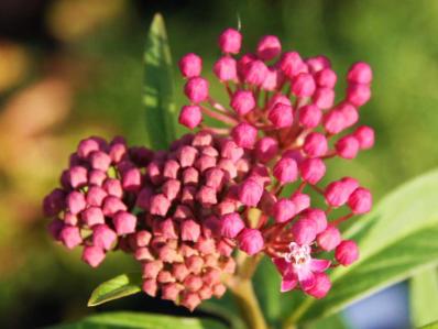 ASCLEPIAS INCARNATA